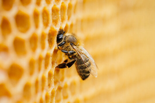 Papa Joe's Pure Beeswax