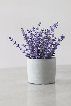 All Natural Scent Booster image 2